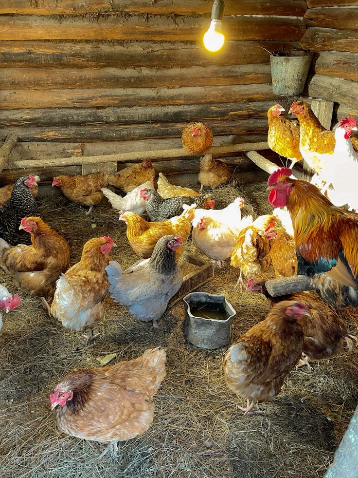 Chickens resting in rustic wooden coop