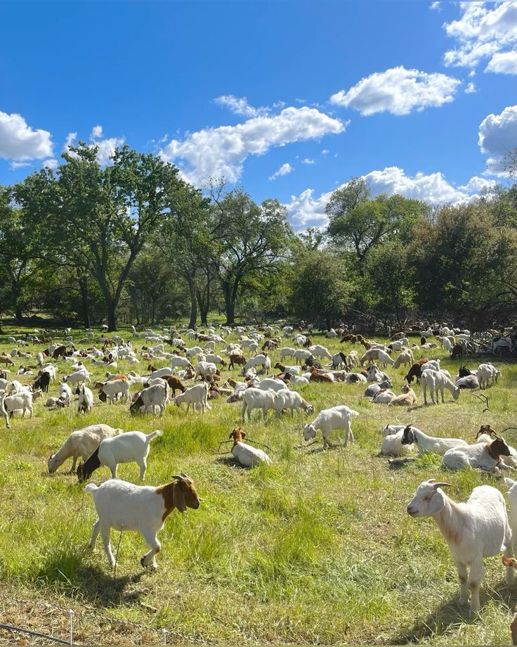 Large herd of goats grazing open pasture at BV Farms