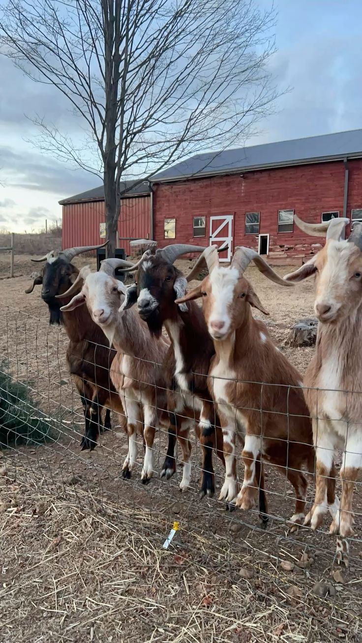 Goats at the fence on BV Farms