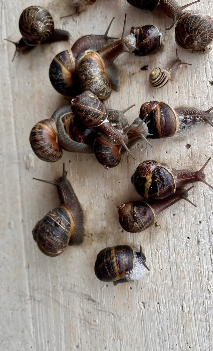 Group of snails at BV Farms