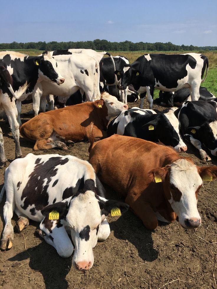 Holstein and Hereford cattle resting on pasture at BV Farms