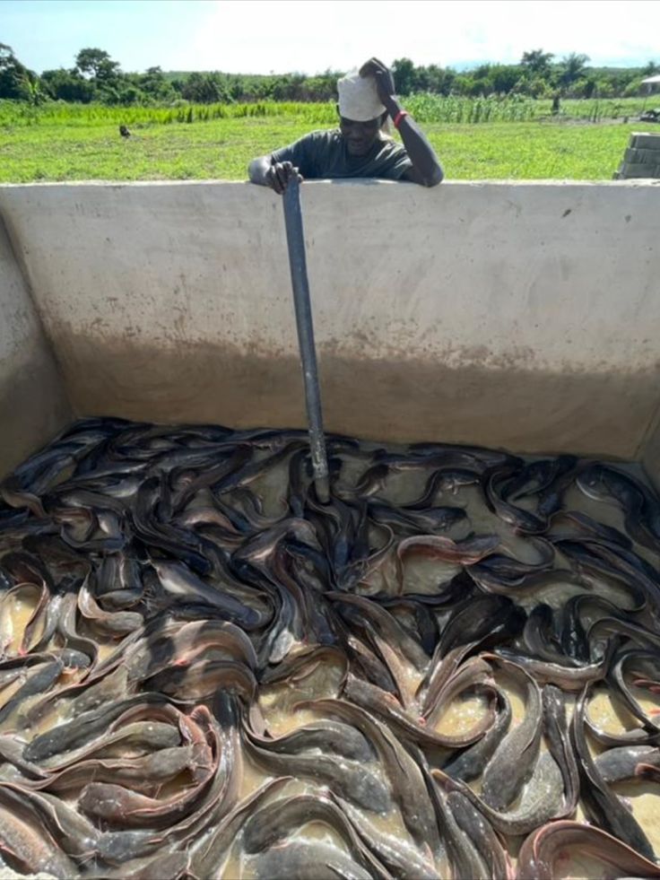 Catfish pond harvest at BV Farms