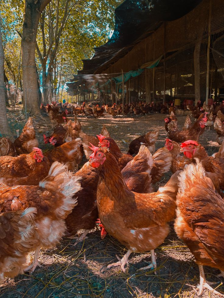Chicken at BV Farms