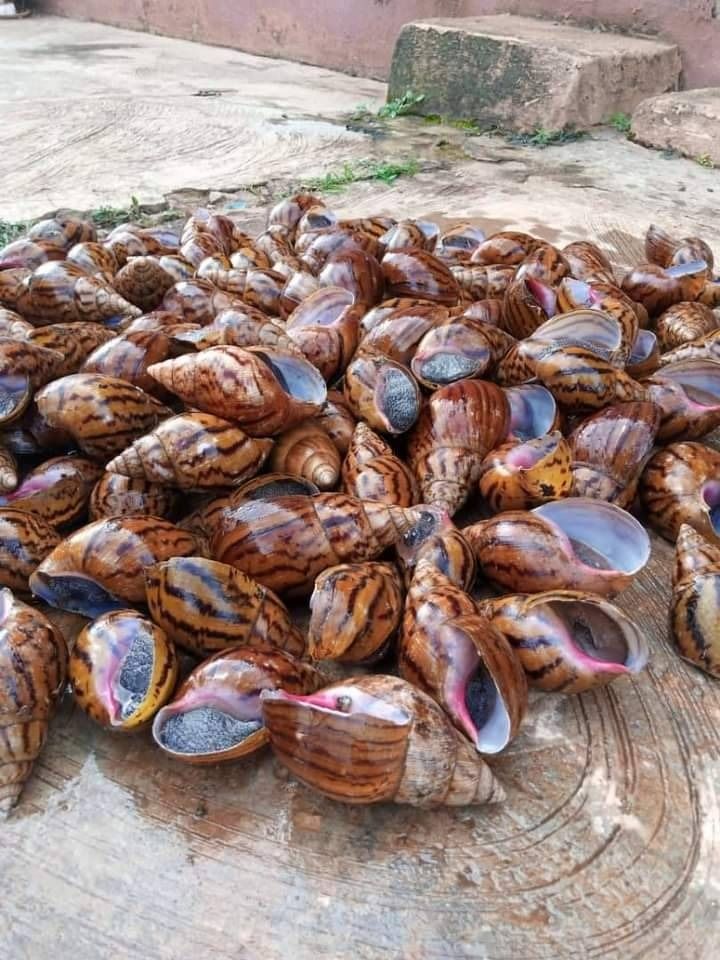 Giant African land snail shells at BV Farms