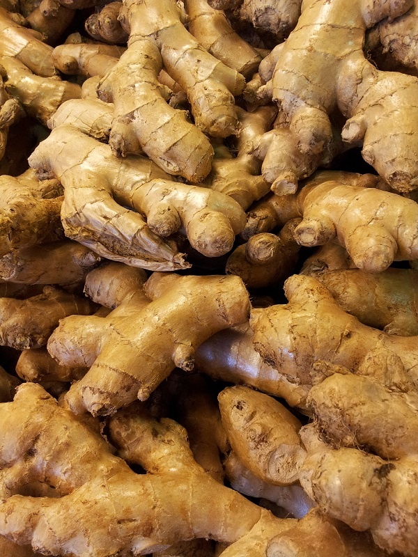 Harvested ginger roots at BV Farms