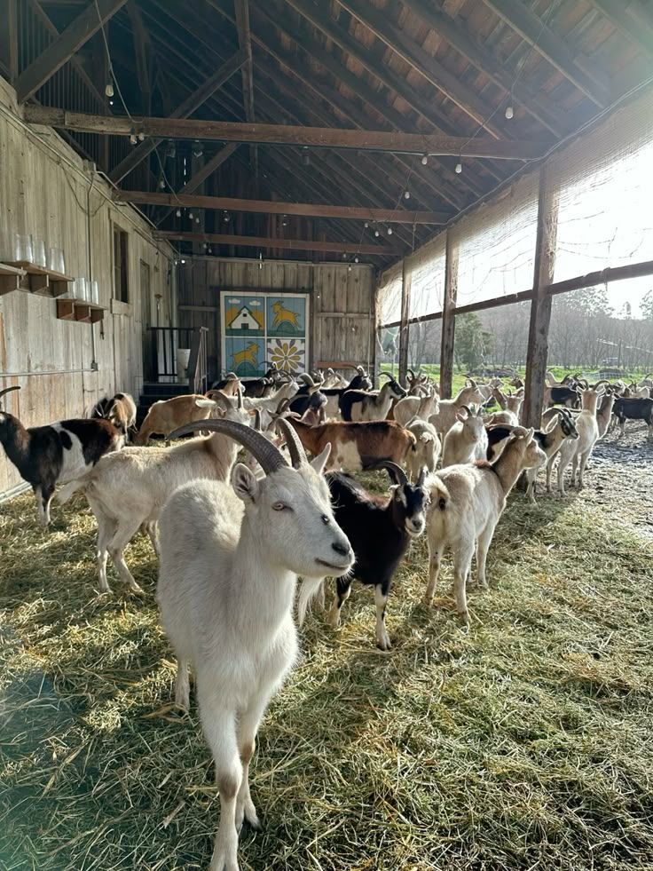 Goats in covered barn at BV Farms