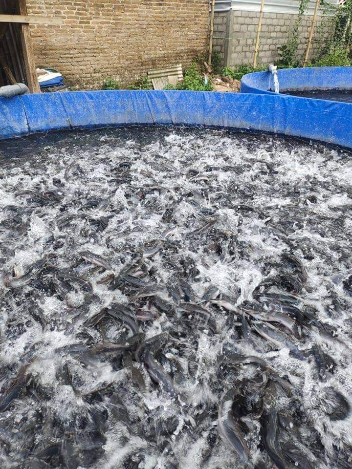 Catfish in a circular rearing tank at BV Farms
