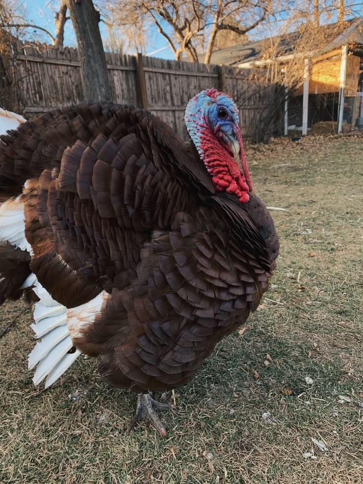 Turkey at BV Farms