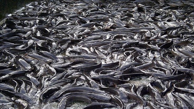 Dense catfish stock in a production pond at BV Farms