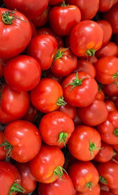 Fresh harvested tomatoes at BV Farms