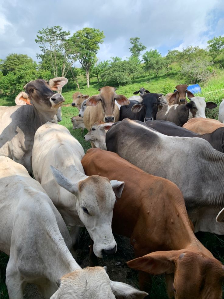 Cow at BV Farms