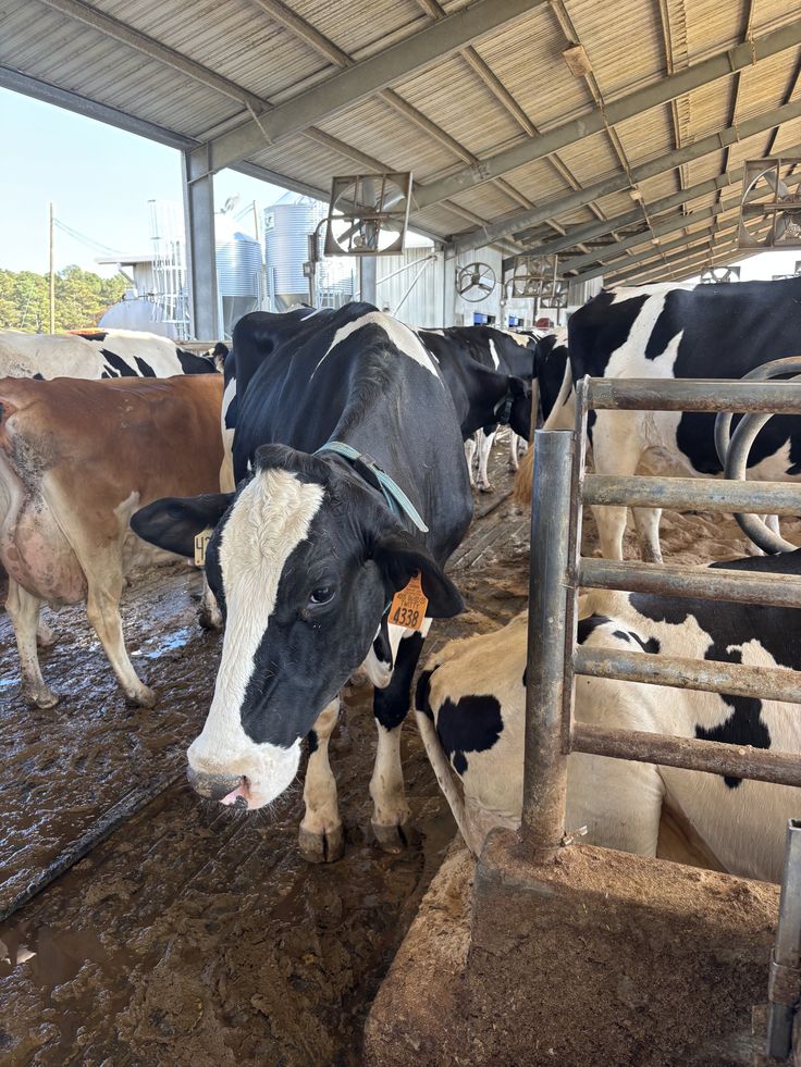 Holstein cow in a modern dairy barn