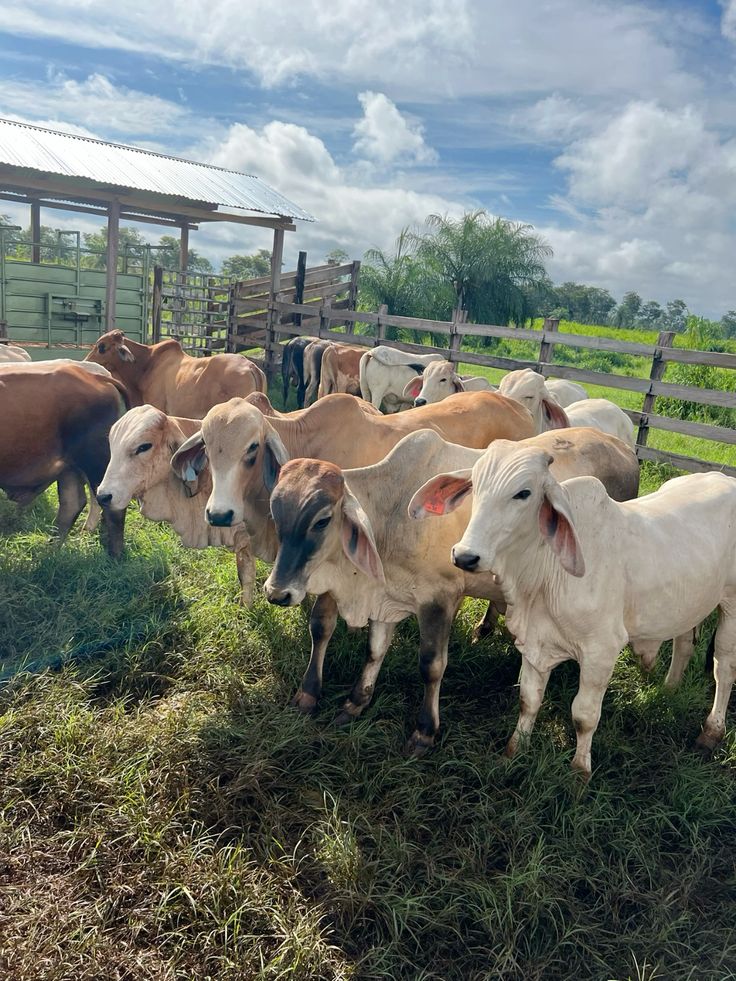 Cattle herd at BV Farms
