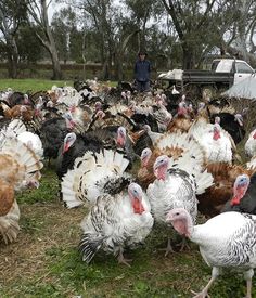 Large mixed turkey flock at BV Farms