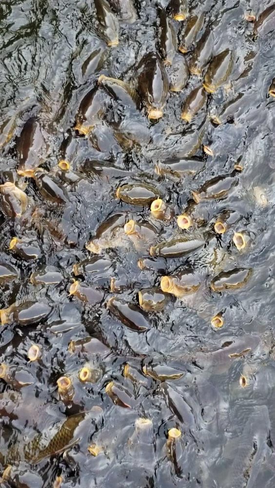 Hungry catfish feeding at BV Farms