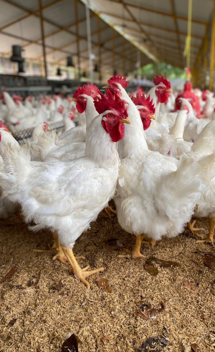 White chickens in ventilated poultry house