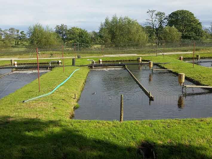 Eco-friendly fish pond systems