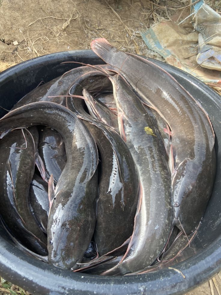 Harvested catfish in a basin at BV Farms