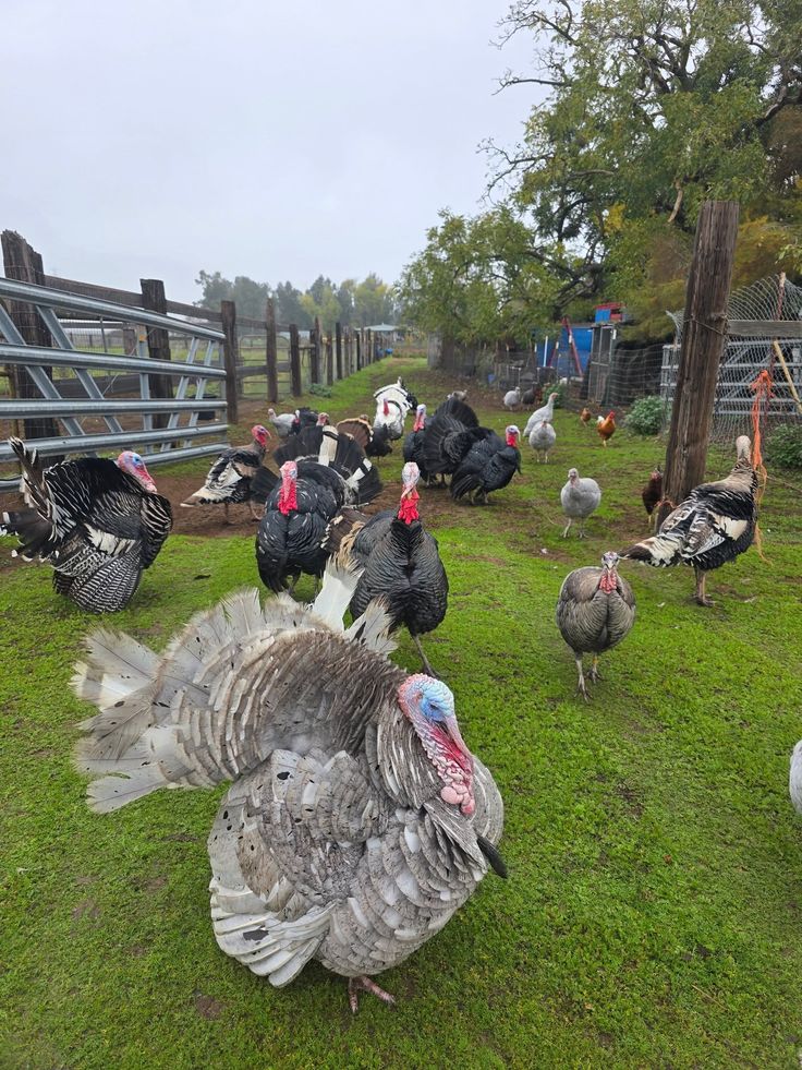 Mixed turkey flock in fenced pasture at BV Farms