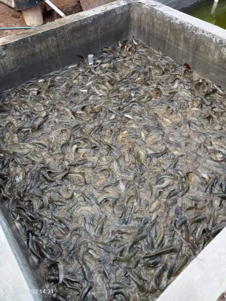 Catfish in concrete rearing tank