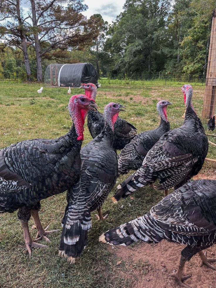 Turkeys at BV Farms