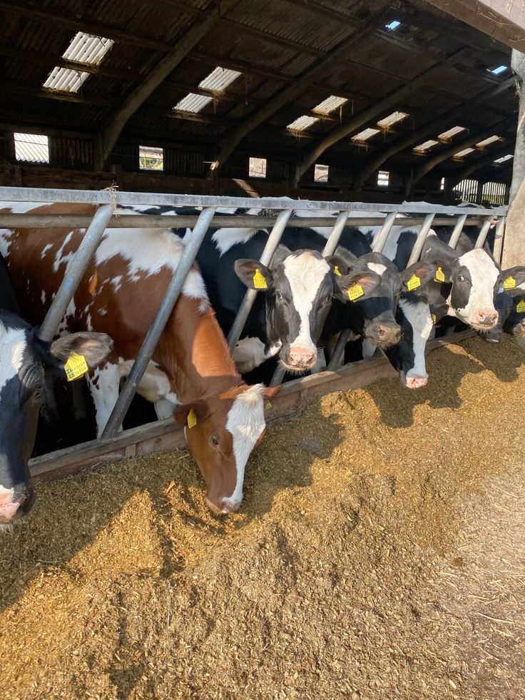 Cattle feeding in the barn at BV Farms
