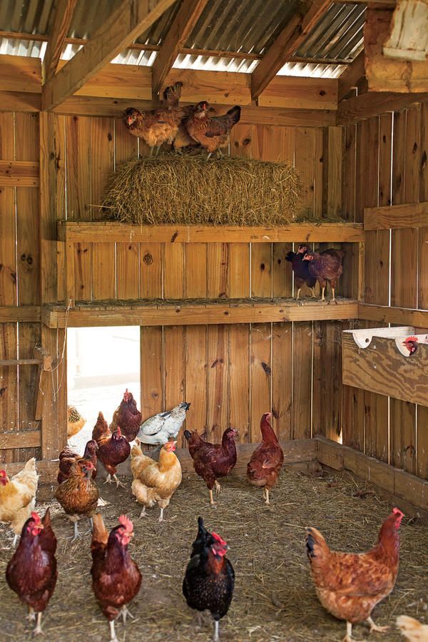 Brown chickens inside wooden coop