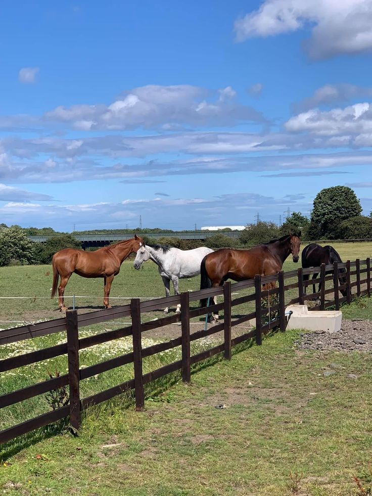 Horses grazing in a fenced pasture at BV Farms