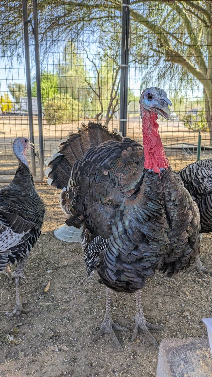 Turkeys in their enclosure at BV Farms